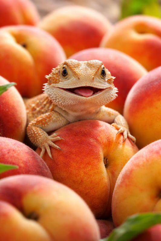 Peach Paradise